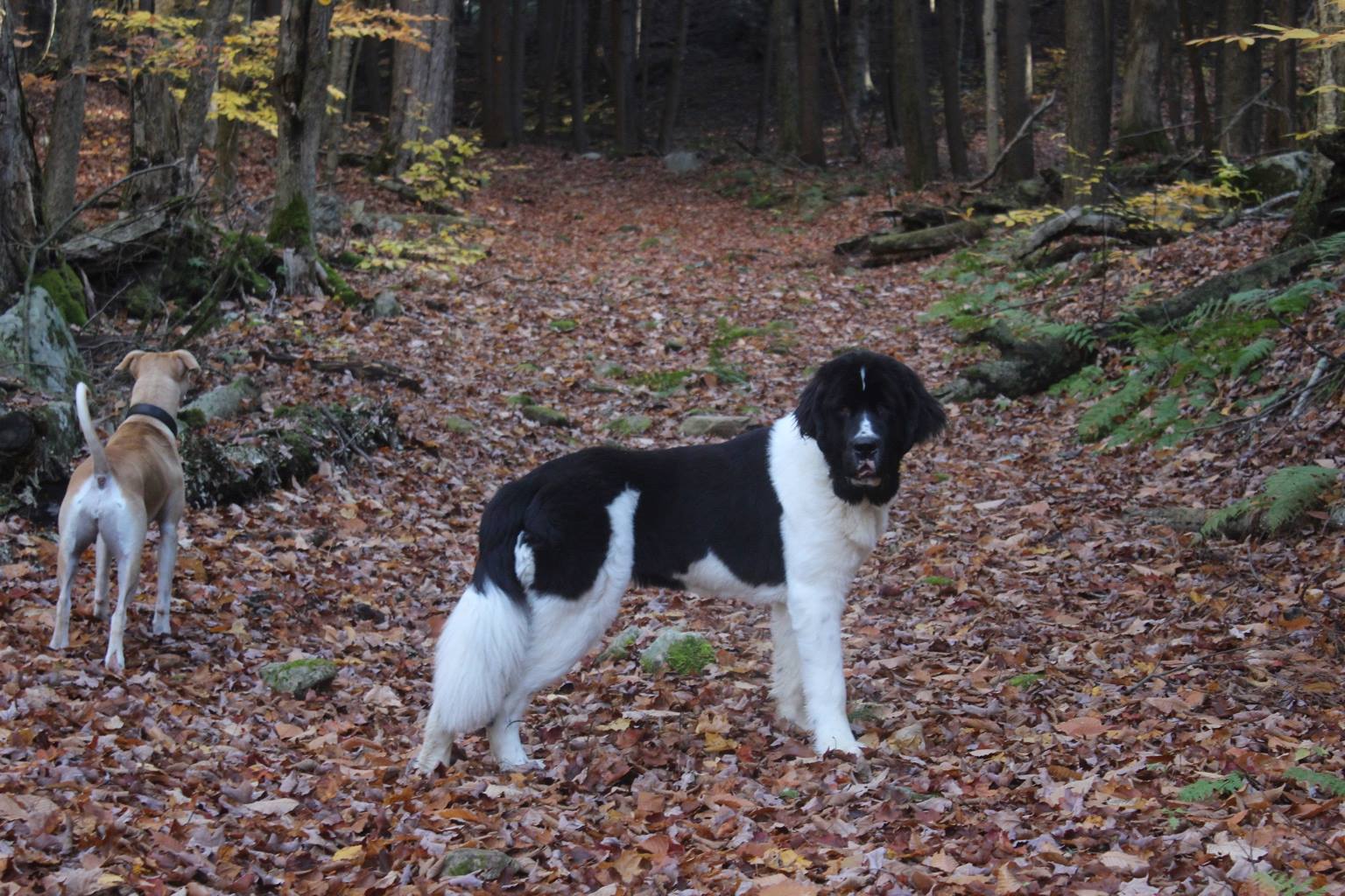 15000094_10154637556975350_2976795246763114255_o